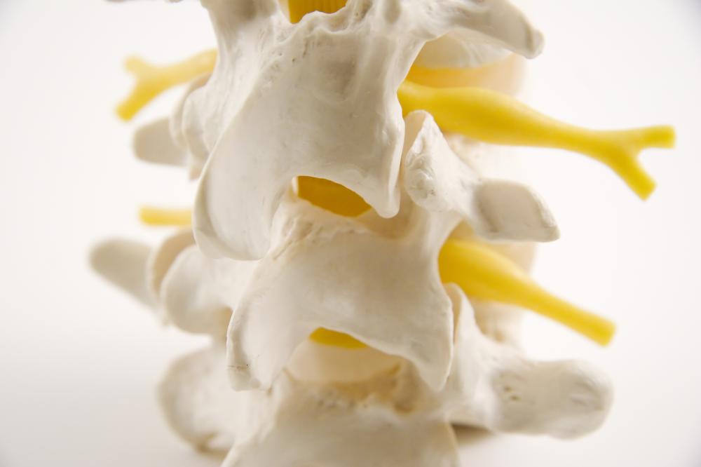 close look at a spine