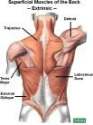 shouldermuscles_1_.jpg