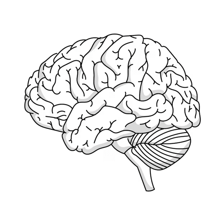 Functional Neurology - Brain