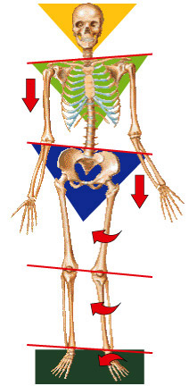 FLI_Imbalanced_Skeleton.jpg
