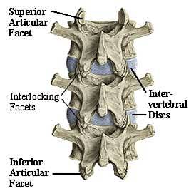 lumbarspinefrombehind.jpg