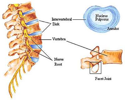 sideviewlumbarspinewithsacrum.jpg