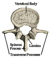 vertebracrosssection.jpg