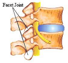 vertebralsegmentswithfacet.jpg