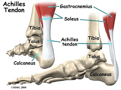 achilles tendon photo