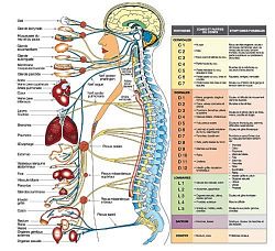 autonomic_nervous_system_chart.jpg