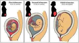 pregnancy_trimesters.jpg