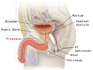 Prostate Gland