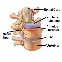 spinal_anatomy.jpg