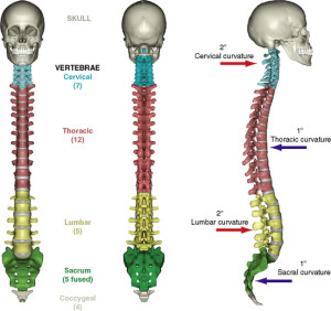 Spinal anatomy