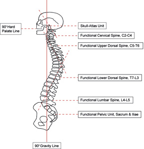 pettibon-spinal-model.jpg