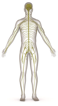 nervous system1 Why Muscle Testing Works