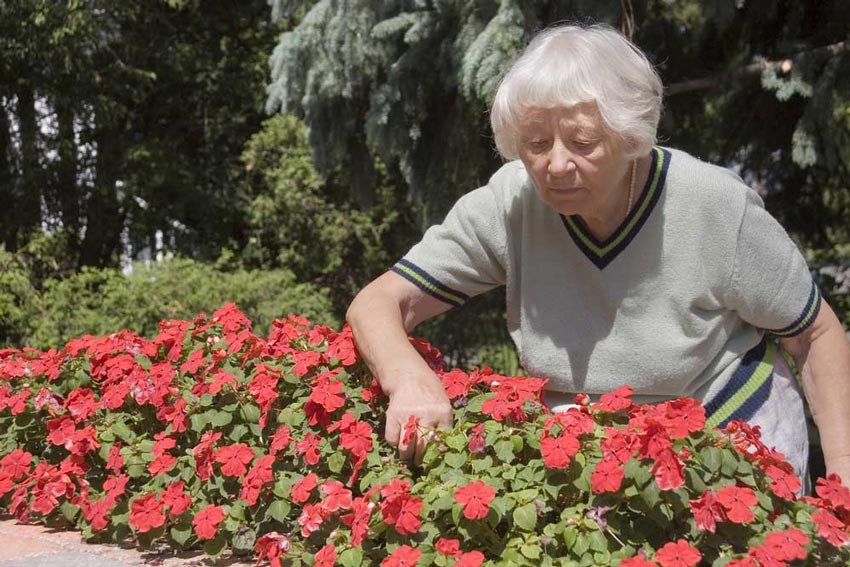 Older woman inspecting blooming flowers outdoors Older woman inspecting blooming flowers outdoors